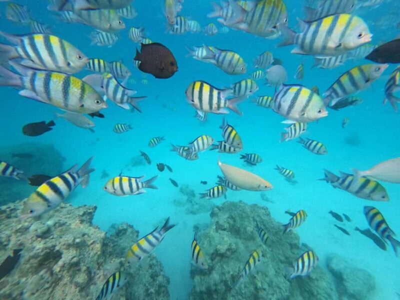 Zanzibar: Mnemba Island, Stone Town & Jozani Forest - FAQ