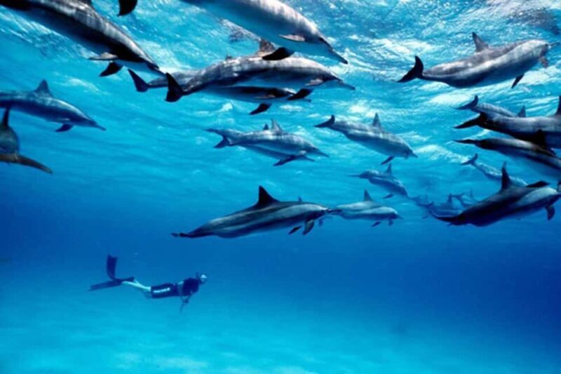 Zanzibar: Mnemba Snorkeling and Dolphin Tour with Dhow Boat - Zanzibar: Mnemba Snorkeling and Dolphin Tour with Dhow Boat