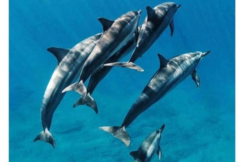 Zanzibar: Mnemba snorkeling, dolphin & Jozani Forest tour - An In-Depth Look at the Zanzibar: Mnemba snorkeling, dolphin & Jozani Forest tour