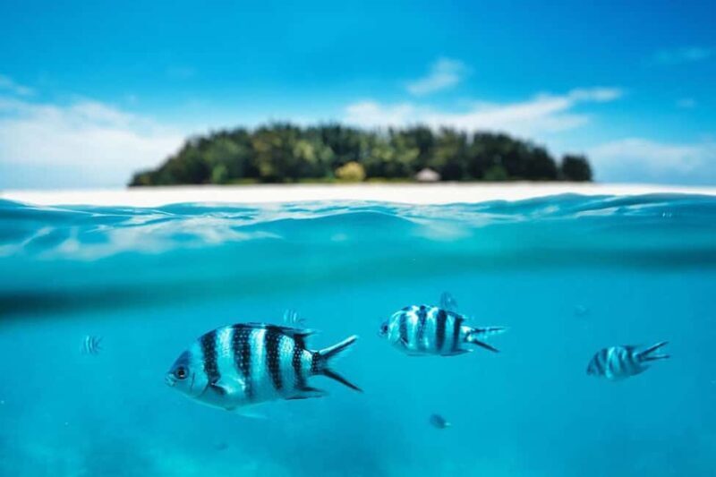 Zanzibar: Mnemba Tours A Tropical Paradise - The Experience: An In-Depth Look at What You Can Expect