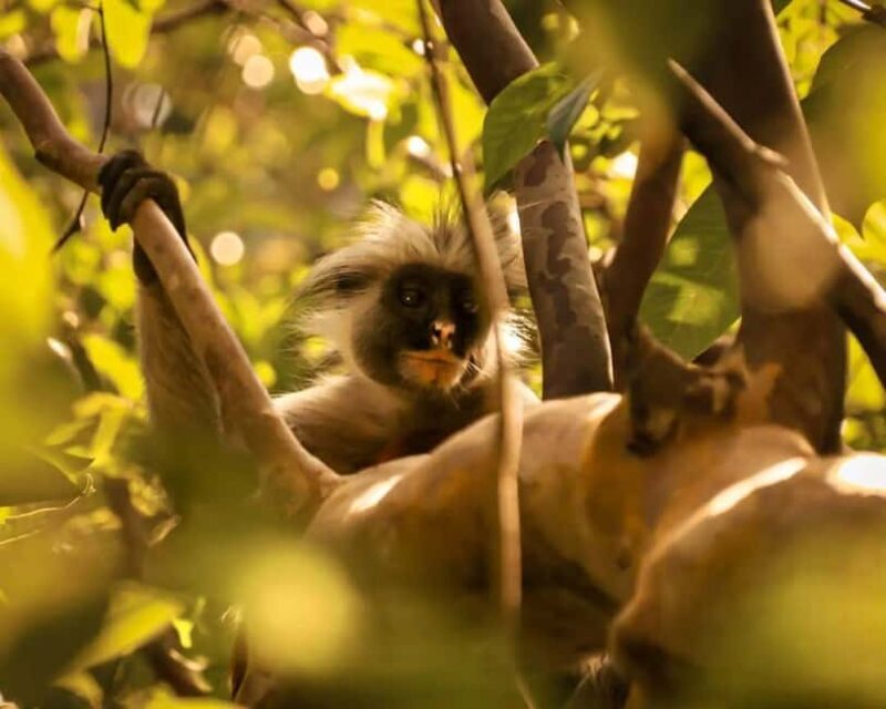 Zanzibar: Monkey, Salaam Cave, The Rock, & Clear Kayak Tour - Introduction: What to Expect from the Tour