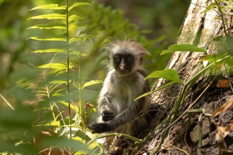 Zanzibar: Monkey, Salaam Cave, The Rock, & Clear Kayak Tour - What Makes This Tour Stand Out?