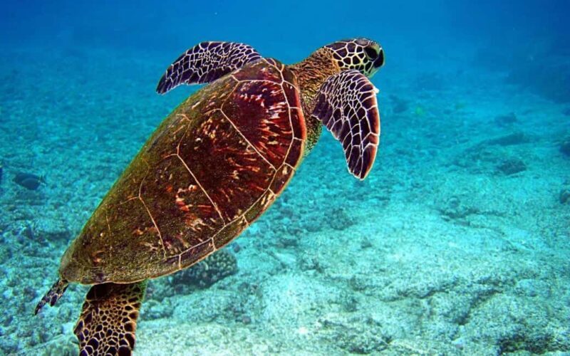 Zanzibar: Monkey, Salaam Cave, The Rock, & Clear Kayak Tour - FAQs