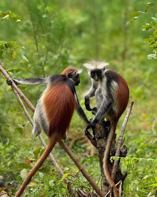 Zanzibar: Nakupenda Sandbank, Spice Farm & Jozani Forest - The Sum Up