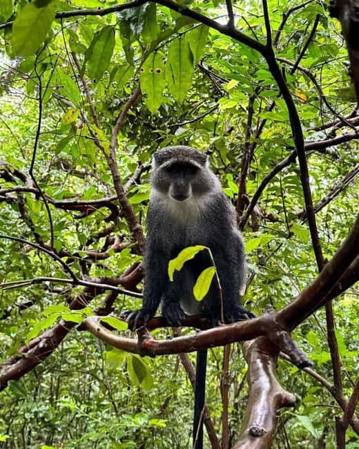 Zanzibar: Nakupenda Sandbank, Spice Farm & Jozani Forest - FAQ