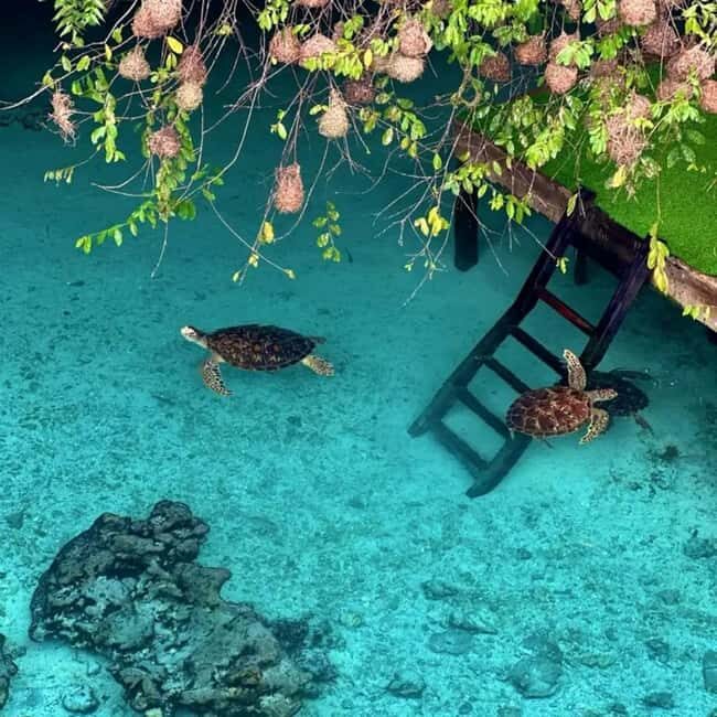 Zanzibar Nature Combo: Salaam Cave Swim & Jozani Forest Tour - Key Points  
