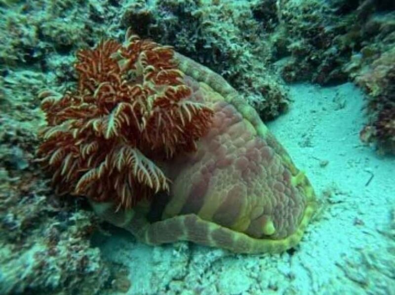 Zanzibar: Nkupenda Island Snorkeling with Lunch - Key Points