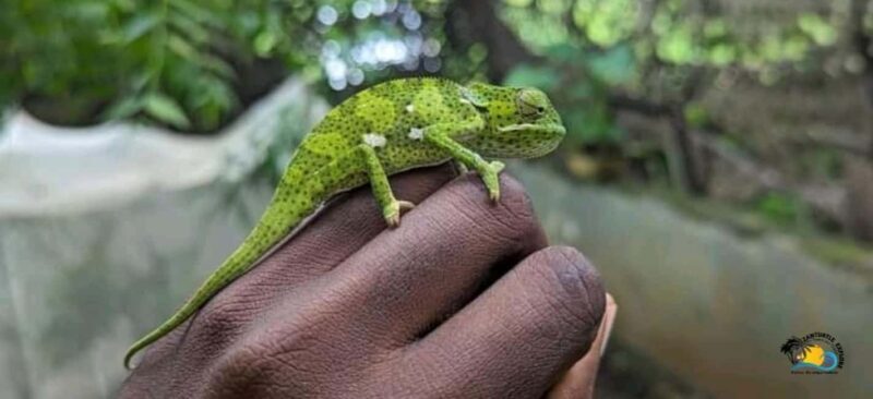 Zanzibar: Nungwi Kilosa Zoo Conservation Tour - Why This Tour Offers Genuine Value