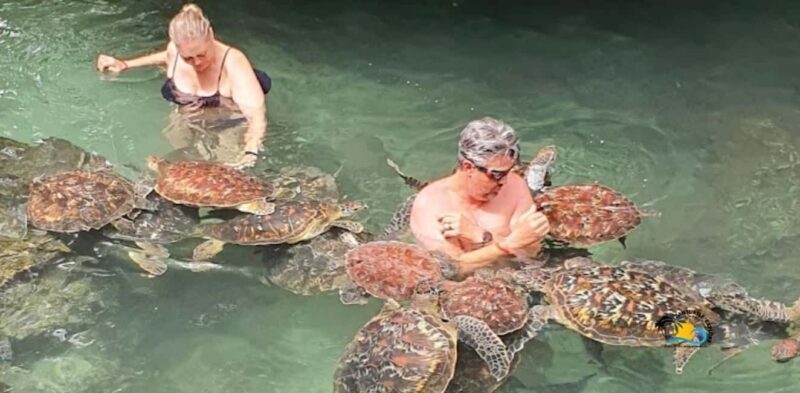 Zanzibar: Nungwi Kilosa Zoo & Swimming with Turtles - Key Points