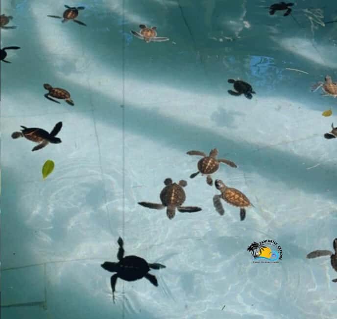 Zanzibar: Nungwi Mnarani Aquarium Feed and Swim with Turtles - Key Points