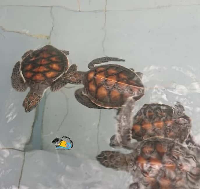 Zanzibar: Nungwi Mnarani Aquarium Feed and Swim with Turtles - FAQ