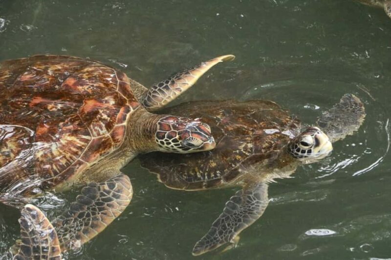 Zanzibar: Nungwi North Coast Beach Trip & Swim with turtles - FAQ