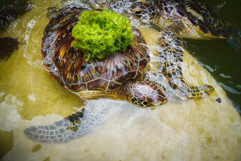 Zanzibar: Nungwi Turtle Aquarium Guided Half-Day Trip - Key Points