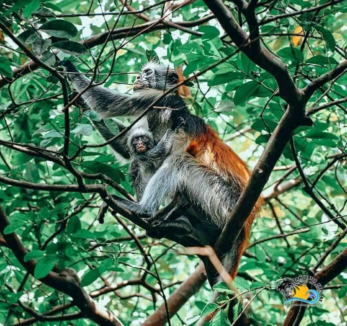 Zanzibar: Nungwi Village, Jozani Forest, and The Rock Tour - The Experience from Travelers’ Perspectives