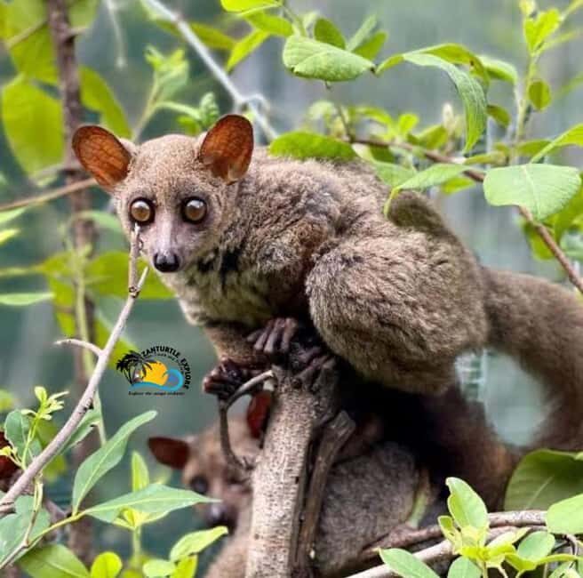 Zanzibar: Nungwi Village Tour, Kilosa Zoo & Sunset Cruise - What Reviewers Say