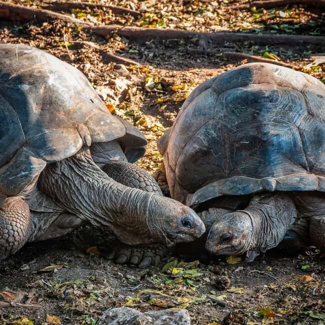 Zanzibar: Prison Island & Giant Tortoises with Pickup - Zanzibar: Prison Island & Giant Tortoises with Pickup – A Practical and Authentic Adventure
