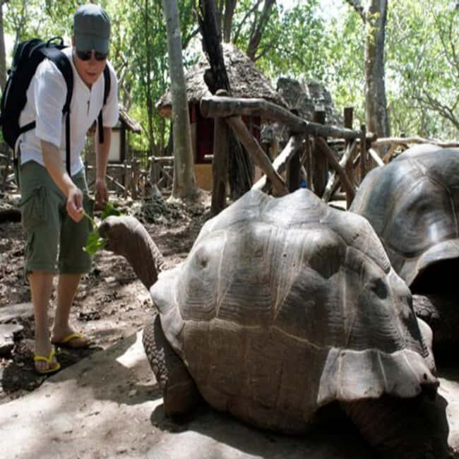 Zanzibar: Prison Island, Jozani Forest & Mtende beach tour - A Deep Dive into the Tour Experience