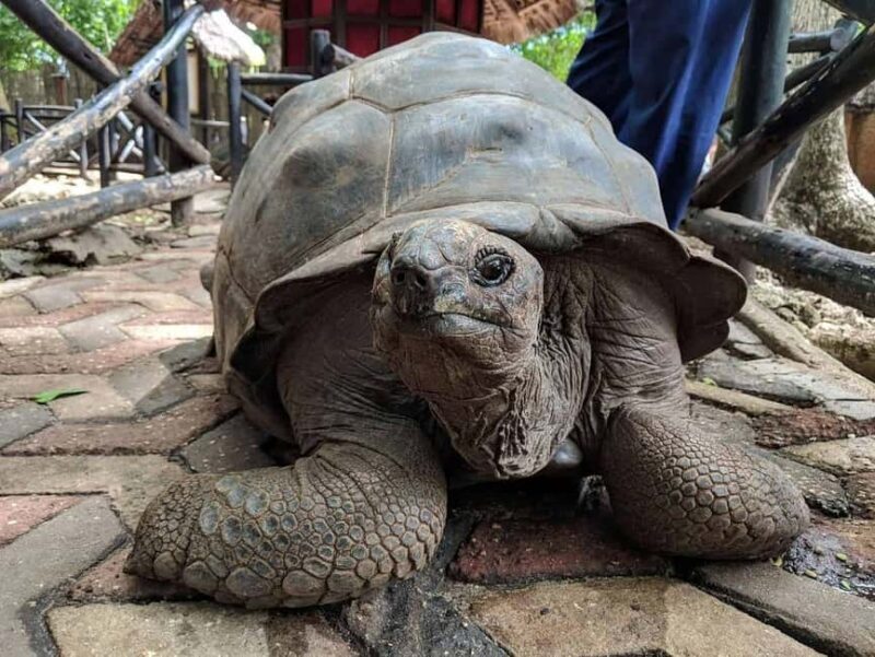 ZANZIBAR: Prison Island, Jozani Forest & SeaTurtle Sanctuary - FAQ