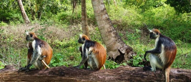 Zanzibar Prison Island, Jozani Forest & Spice Farm Tour - The Sum Up