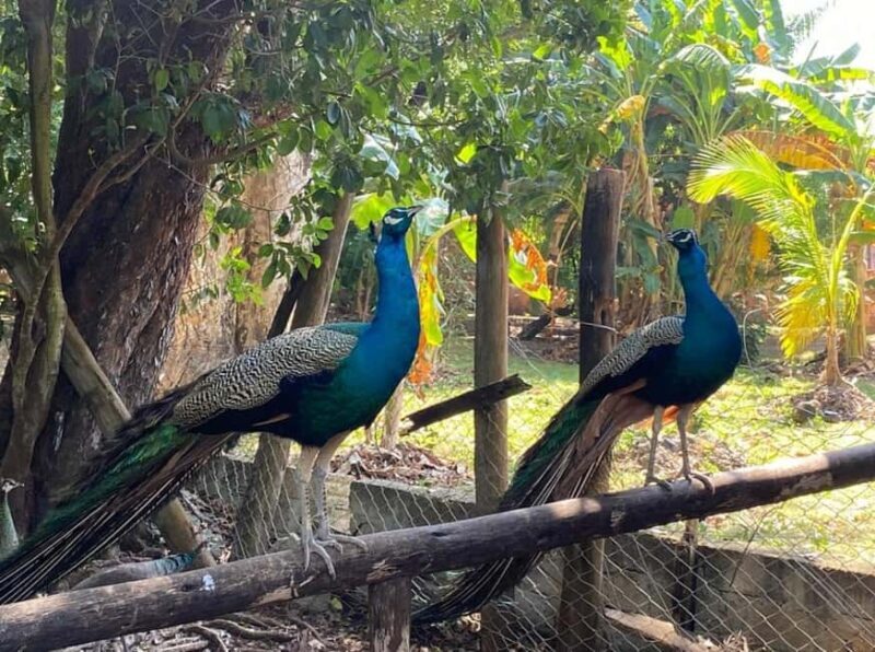 Zanzibar: Prison Island, Nakupenda, and Spice Farm Tour - Authentic Experiences and Unique Insights  