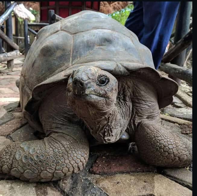 Zanzibar: Prison Island Private Half-Day Tour with Tortoises - Key Points