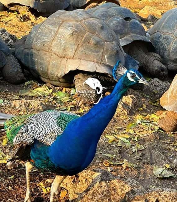 Zanzibar: Prison Island, Sandbank, and Spice Farm Tour - The Sum Up