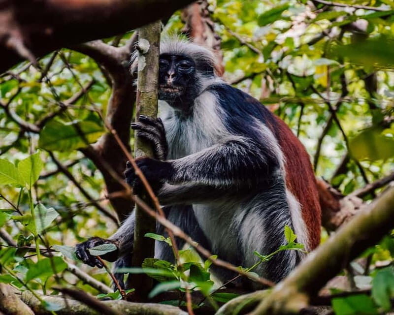 Zanzibar: Prison Island, Spice Farm Tour & Jozani with Lunch - Key Points