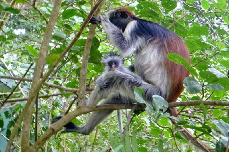 Zanzibar: Prison Island, Spice Farm Tour & Jozani with Lunch - Who Will Love This Tour?