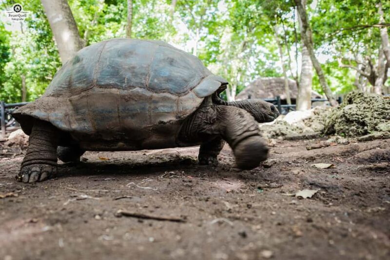 Zanzibar: Prison Island, Tortoise, Jozani Forest Guided Tour - Final Thoughts