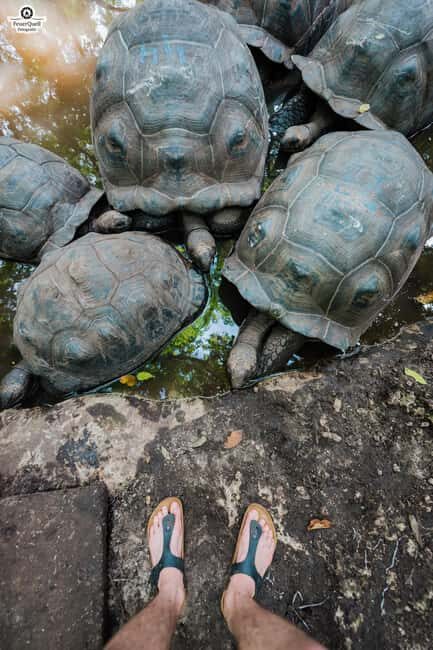 Zanzibar: Prison Island, Tortoise, Jozani Forest Guided Tour - FAQ