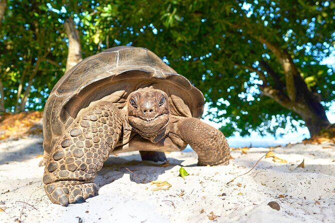Zanzibar Prison Island Tour; Jozani Forest; Kuza Cave; Paje Beach; The Rock - Key Points