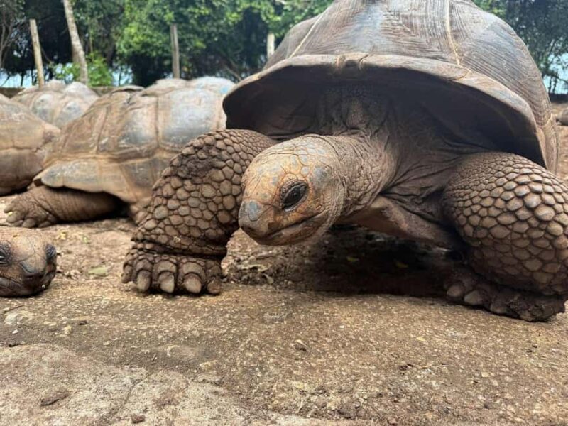 Zanzibar: Prison Island Tour with Aldabra Gient Tortoise - The Sum Up