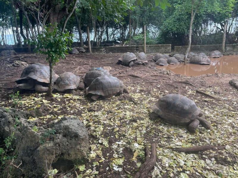 Zanzibar: Prison Island Tour with Aldabra Gient Tortoise - FAQ