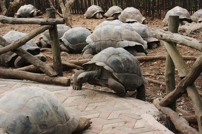 Zanzibar: Prison Island Tour with Giant Tortoises &Boat Ride - Who Will Love This Tour?