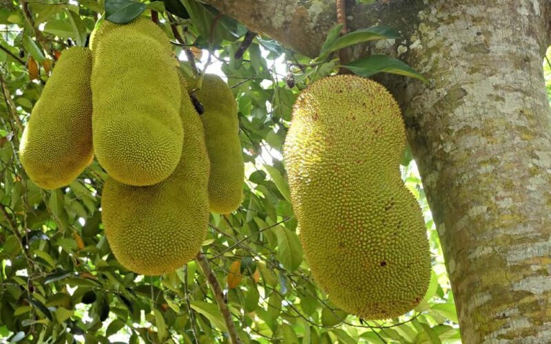 Zanzibar: Private Half-Day Tropical Fruits and Spices Tour - Key Points