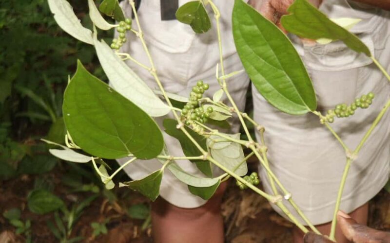 Zanzibar: Private Half-Day Tropical Fruits and Spices Tour - Introduction: Why This Tour Is Worth Considering