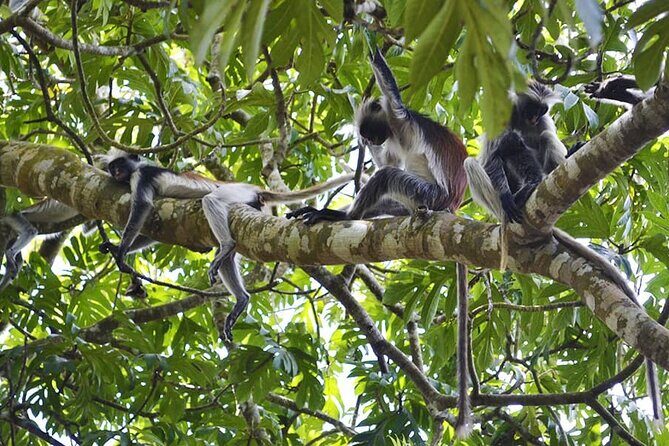Zanzibar Private Tour National Park Jozani forest and Spice farm - The Spice Farm: An Aromatic Journey into Zanzibar’s Main Industry
