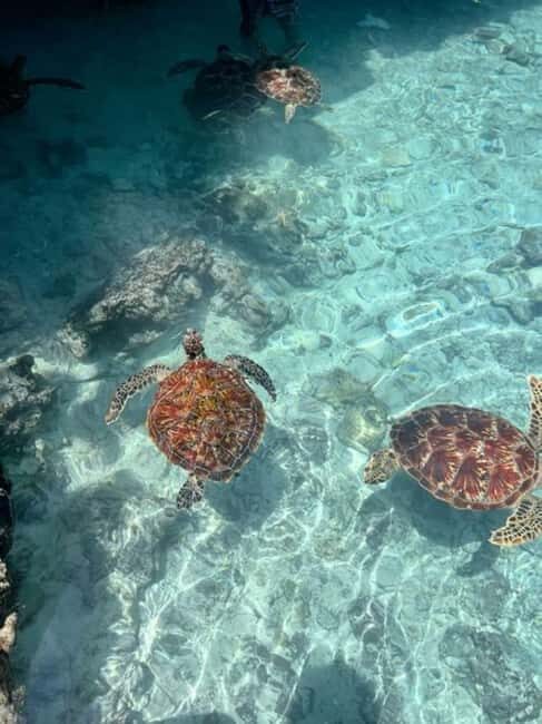 Zanzibar: Private Tour with Prison Island and Spice Farm - Practical Details and What to Expect