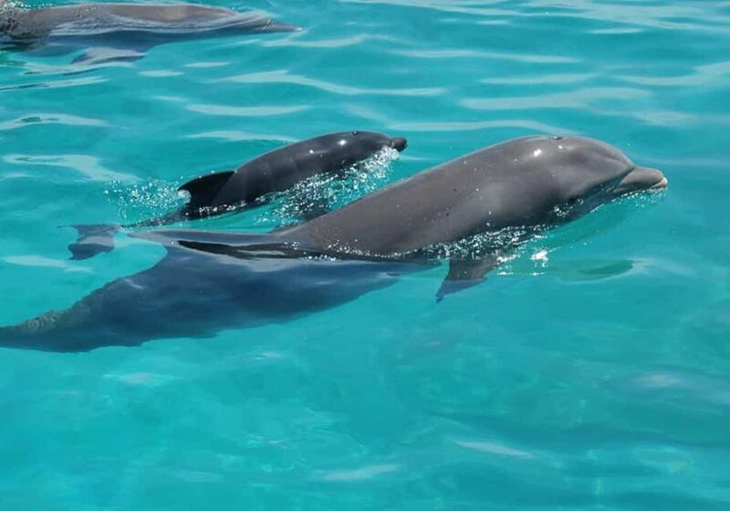 Zanzibar: Pungume Island Dolphin and Snorkeling Tour - Authenticity and Unique Aspects