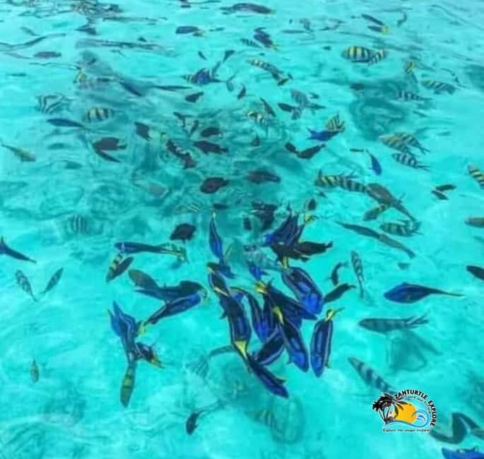 Zanzibar: Pungume Island Snorkeling & Dolphins Trip - Key Points