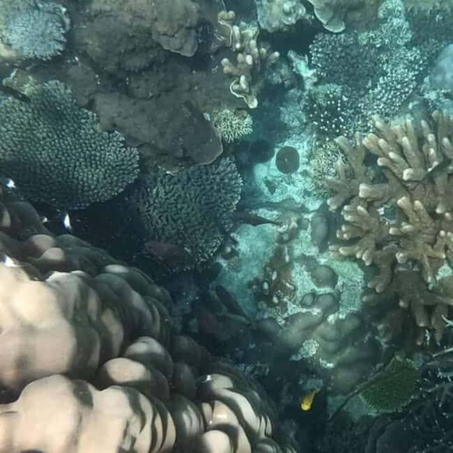 Zanzibar: Pungume Island Snorkeling & Sandbank with Lunch - Feast on Fresh Seafood