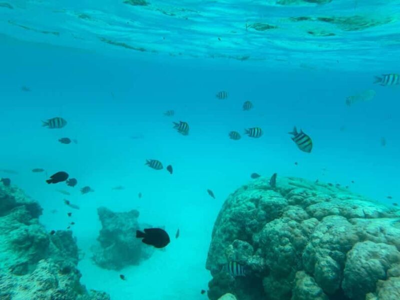 Zanzibar: Pungume Island tour and snorkeling with BBQ Lunch - Key Points