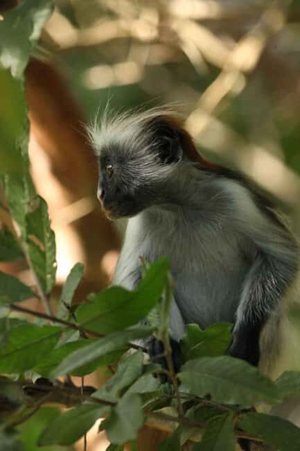 Zanzibar: Red Colobus Monkeys in Jozani Forest Guided Tour - Zanzibar: Red Colobus Monkeys in Jozani Forest Guided Tour