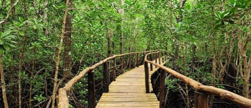 Zanzibar: Red Columbus monkey, Salam Cave and Mtende beach - Key Points