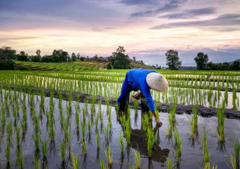 Zanzibar: Rice Farm Tour & Jozani Forest Red Colobus Monkeys - Key Points  