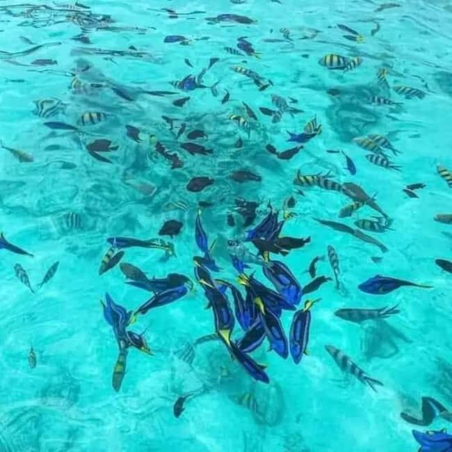 Zanzibar: safari blue adventure - An In-Depth Look at the Safari Blue Tour