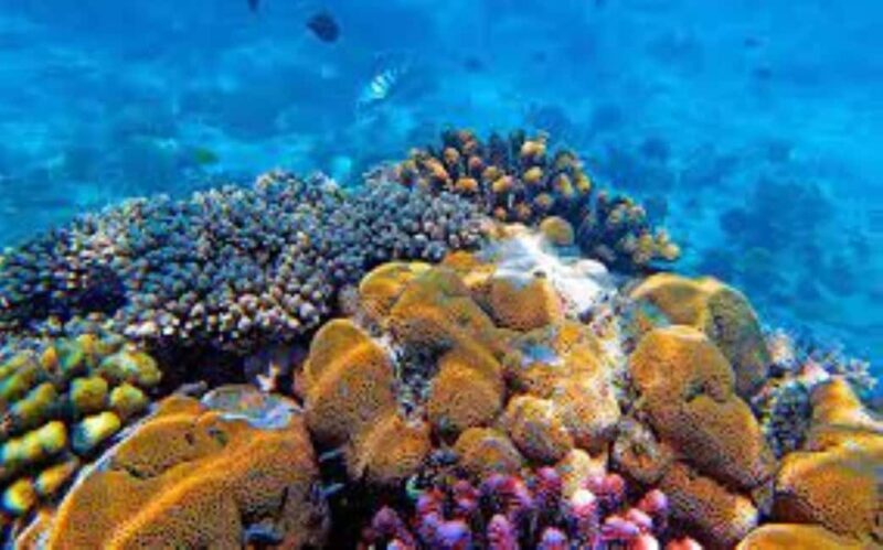 Zanzibar: safari blue adventure - FAQ