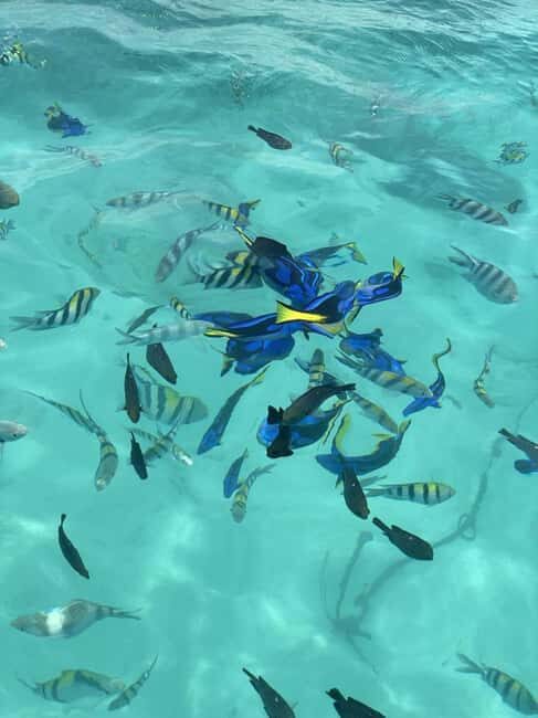 Zanzibar: Safari Blue Full-Day Exploration - An In-Depth Look at the Safari Blue Experience