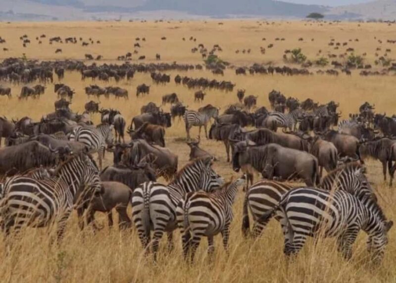 Zanzibar: Safari Blue Full-Day Tour - Detailed Breakdown of the Itinerary
