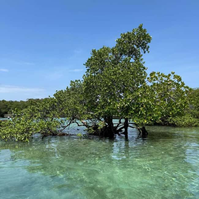 ZANZIBAR: Safari Blue snorkeling adventure with BBQ - Is This Tour Worth the Price?